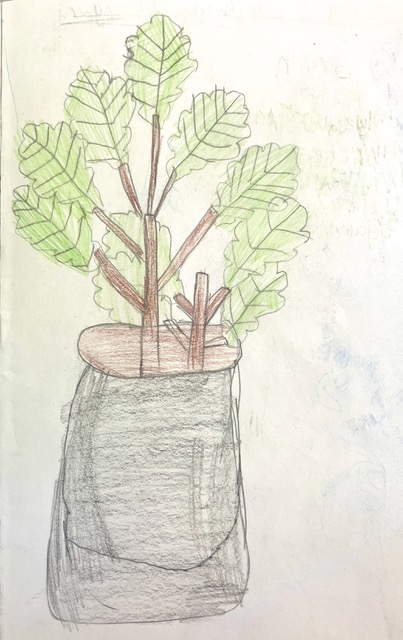 Drawing of Oak branches and leaves in pot
