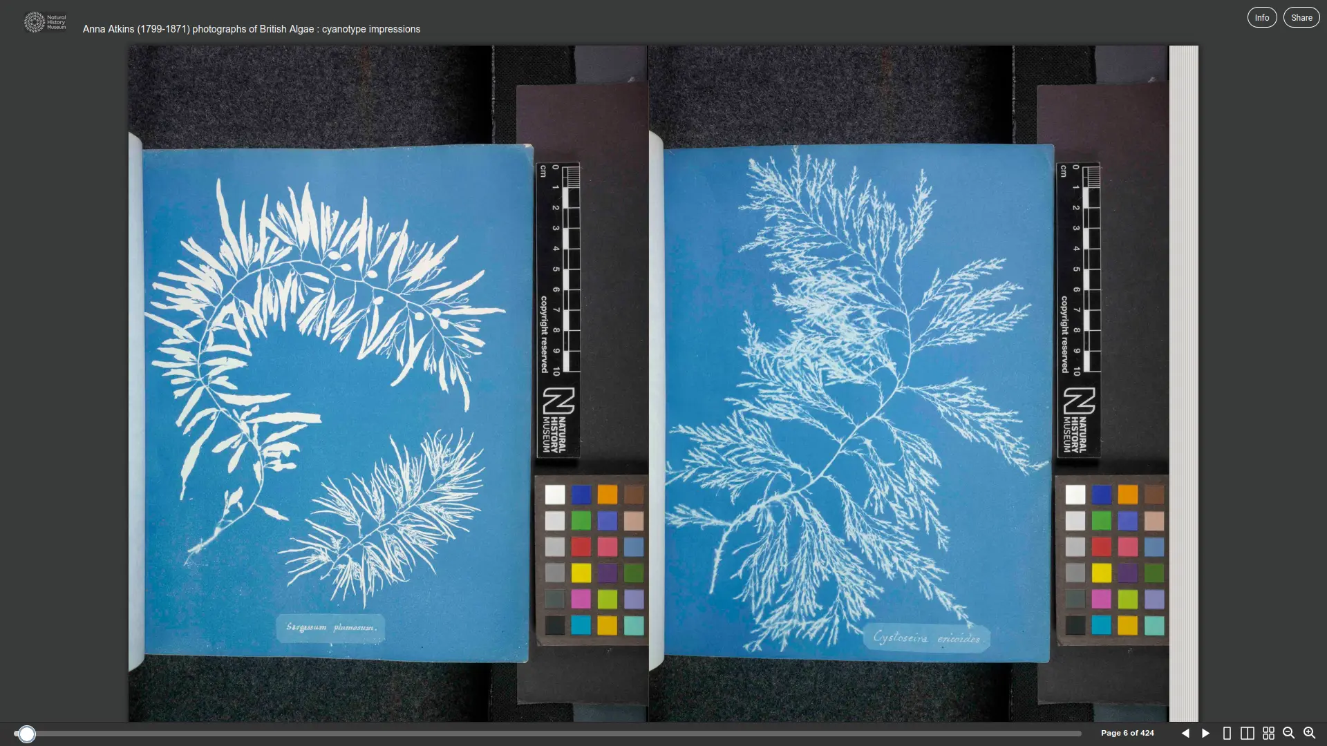 Screenshot of online book with blue white cyanotypes of seaweed