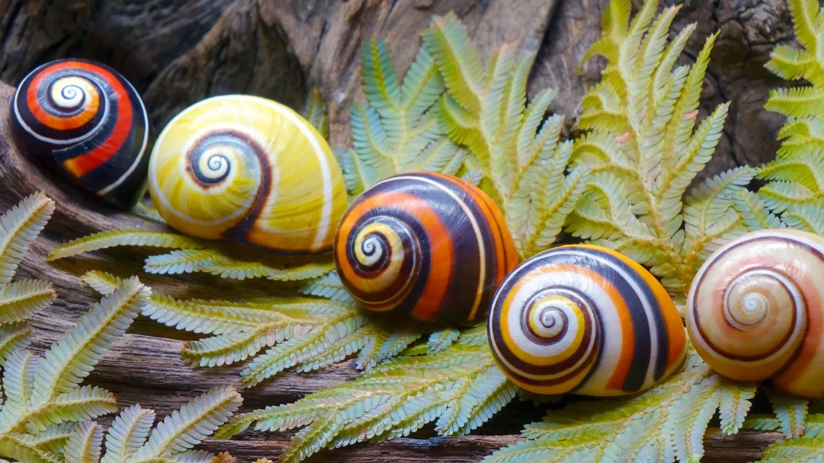 Multi-coloured spiral snail shells on a fern