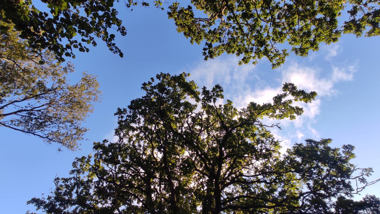 Mature trees provide good habitat and potential nesting sites for bats