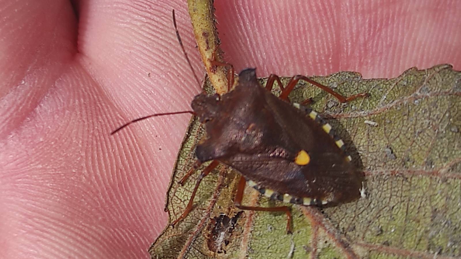 Red-legged Shieldbug found whilst investigating bat habitat