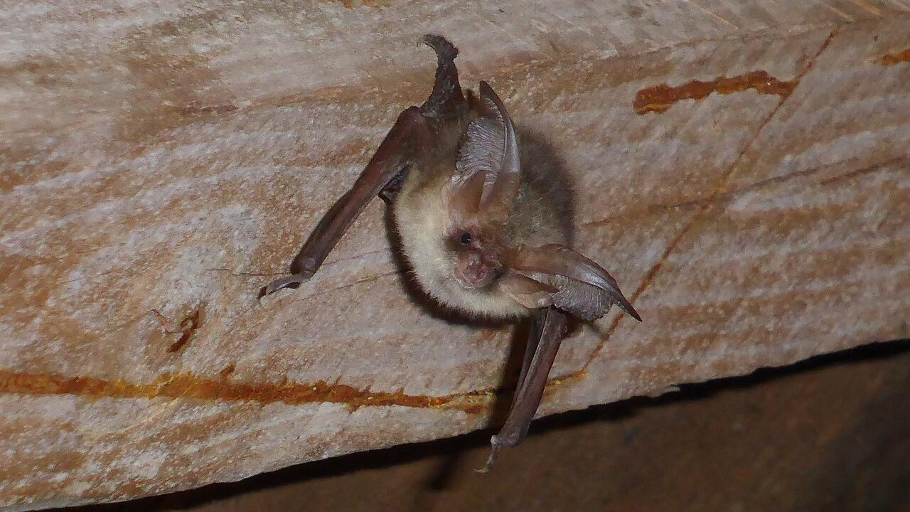 Bat with big ears on a beam