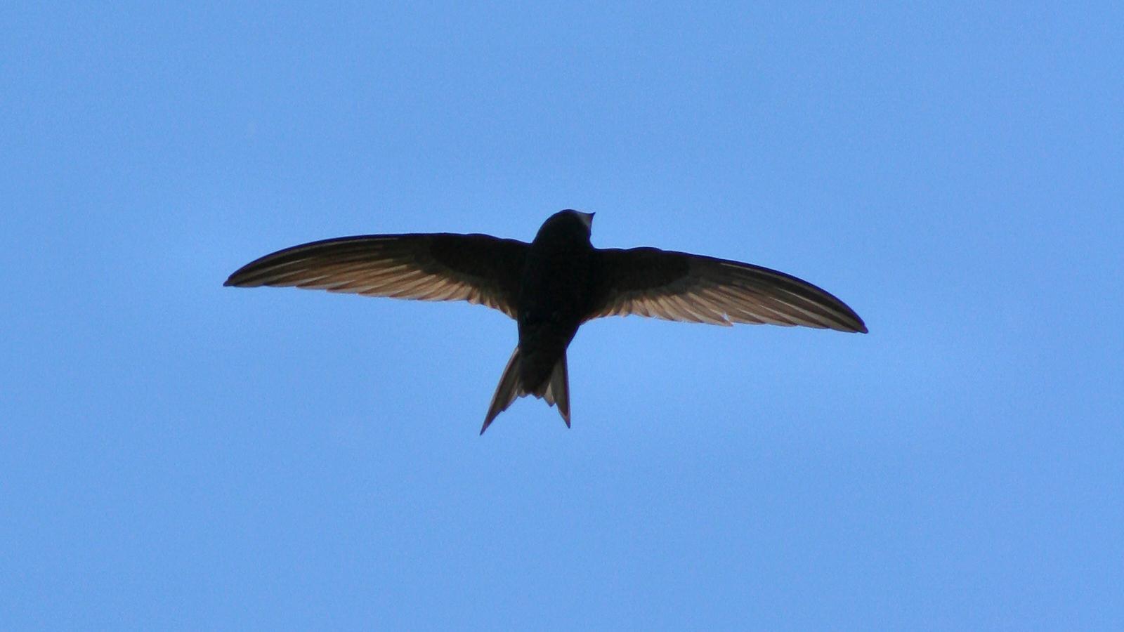 Swifts in Caerwedros