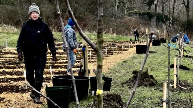 Grainy photo showing rows of new beds and fruit trees in a row