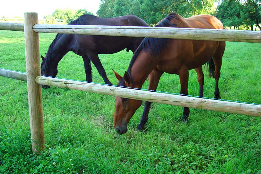 cloture rondins en bois