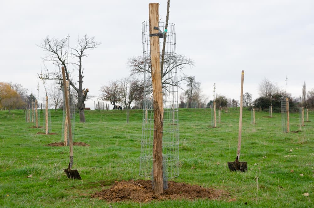 Plantation verger haute tige
