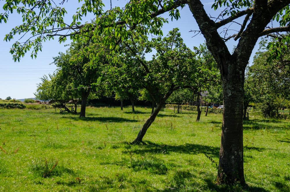 Ancien verger haute tige Ardenne