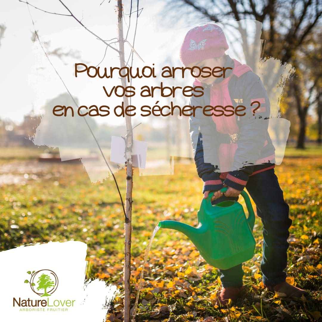 Sécheresse verger conséquences Arrosage arbres fruitiers
