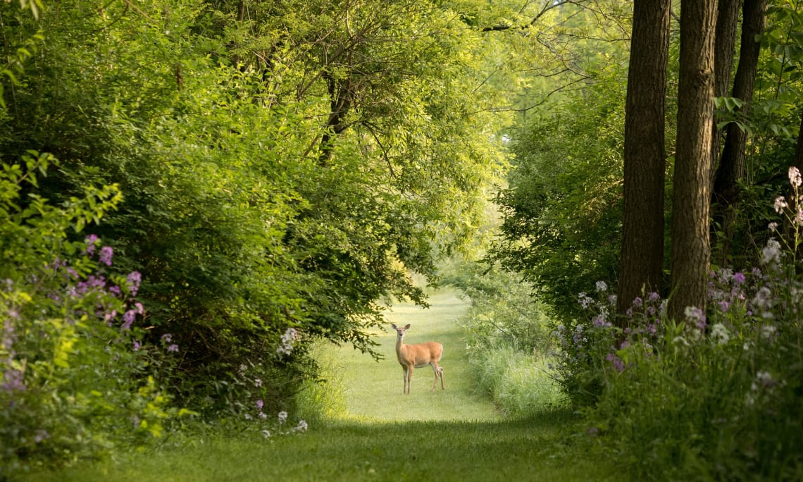 Dégats chevreuil haie agricole Abroutissement chevreuil haie