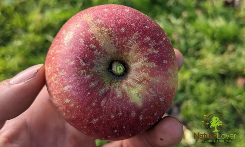 Pomme Henry - Variété pomme - Wallonie Pomme Henry variété pays de Herve