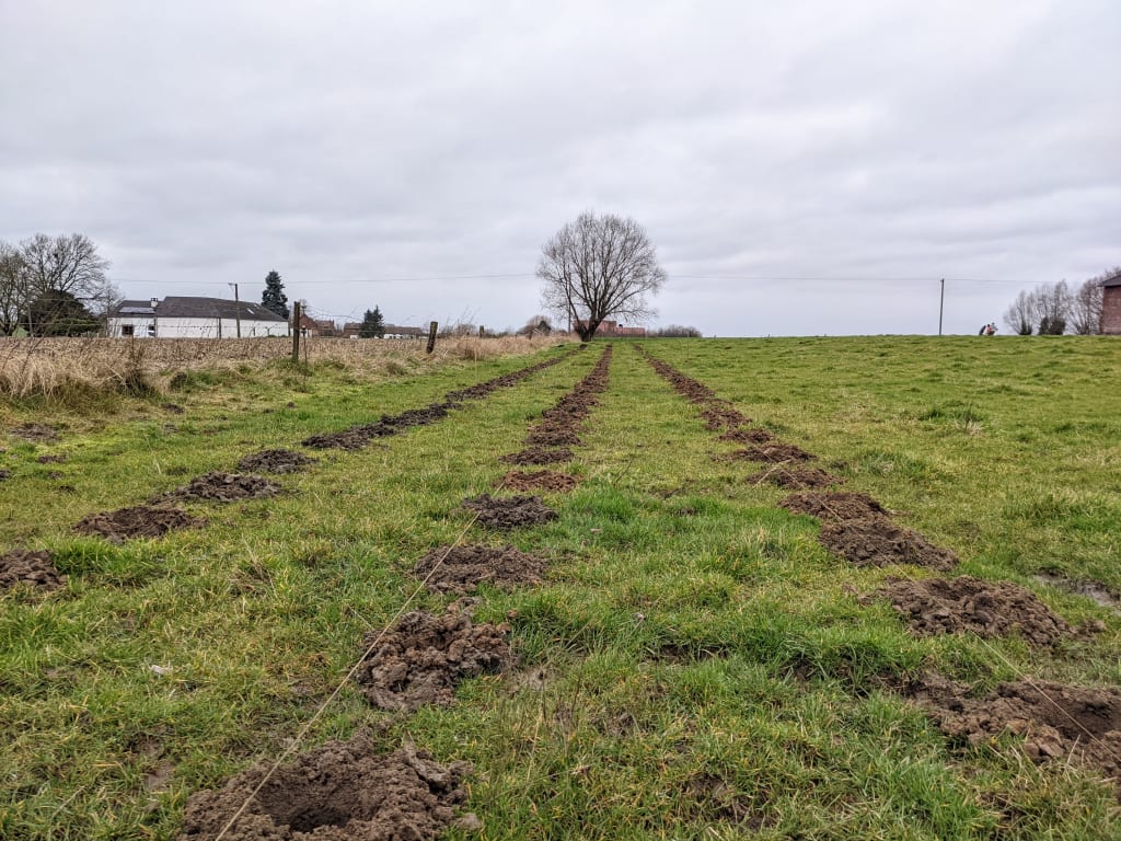 Plantation haie brise vent pature Plantation haie brise vent