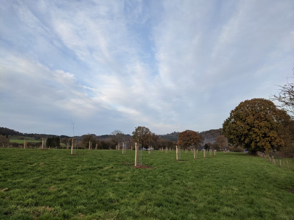Verger ardenne Verger haute tige