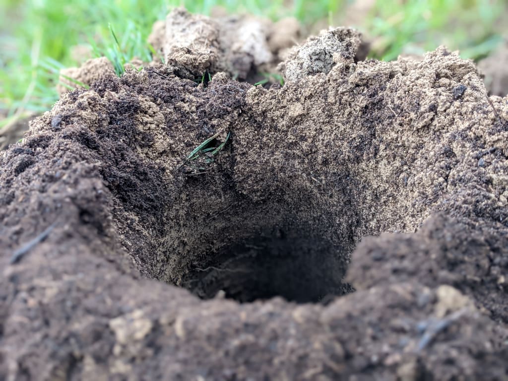 Comment-planter-une-haie