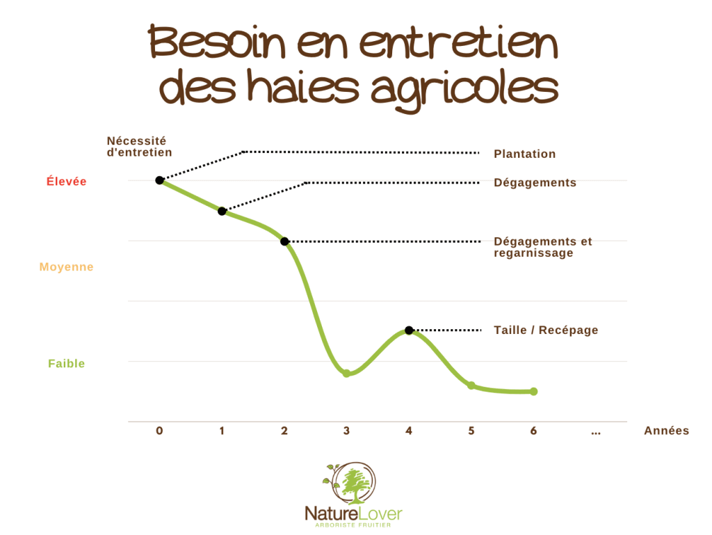 Entretien des haies agricoles Gestion adventice haie