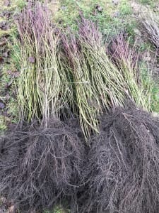 Plants de haie champetre Cornouiller sanguin