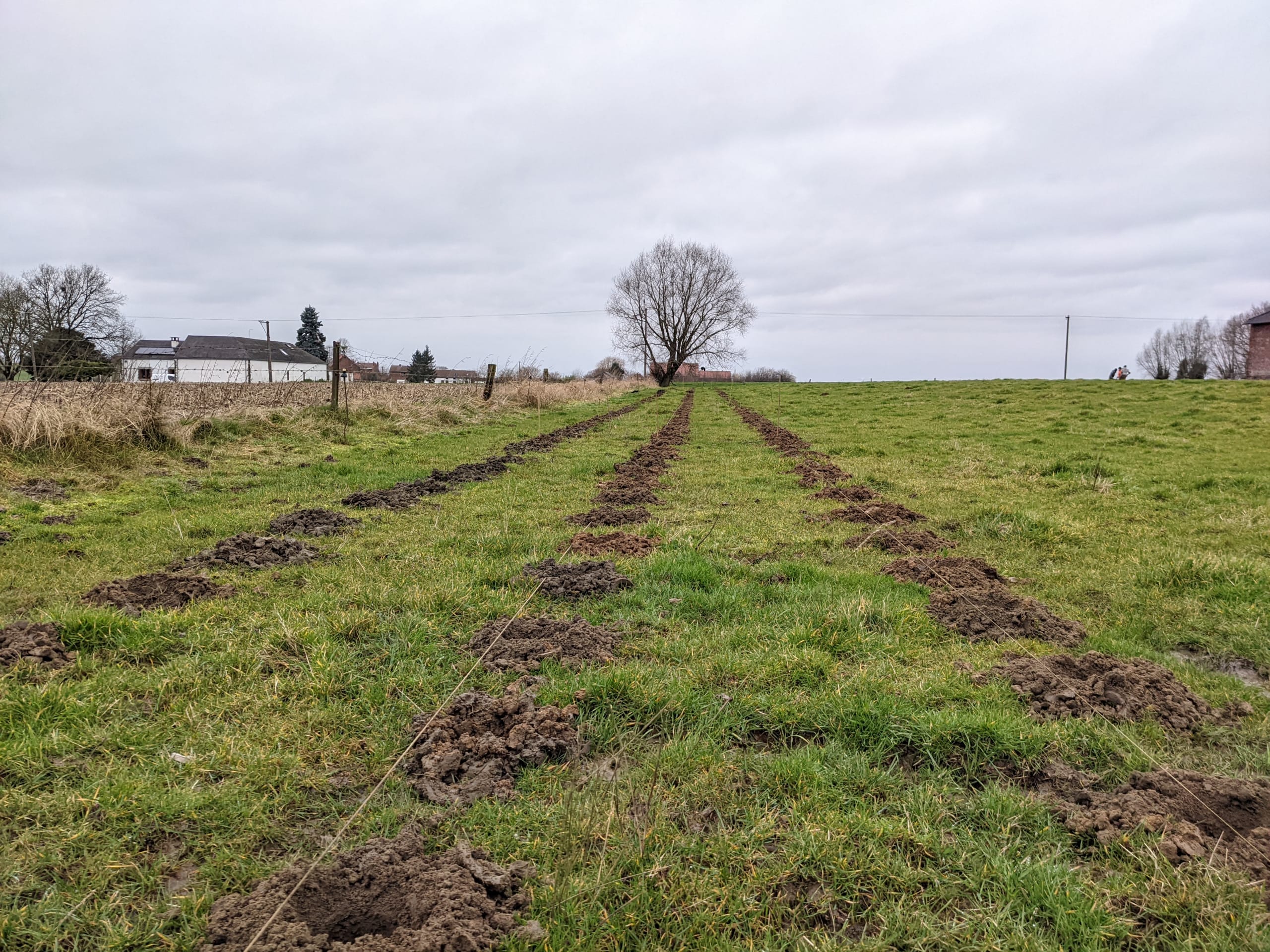 Plantation haie brise vent pature Plantation haie brise vent