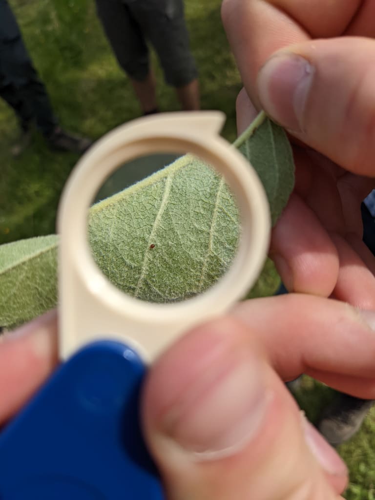 Comment détecter ravageur arbre fruitier reconnaitre les parasites du verger