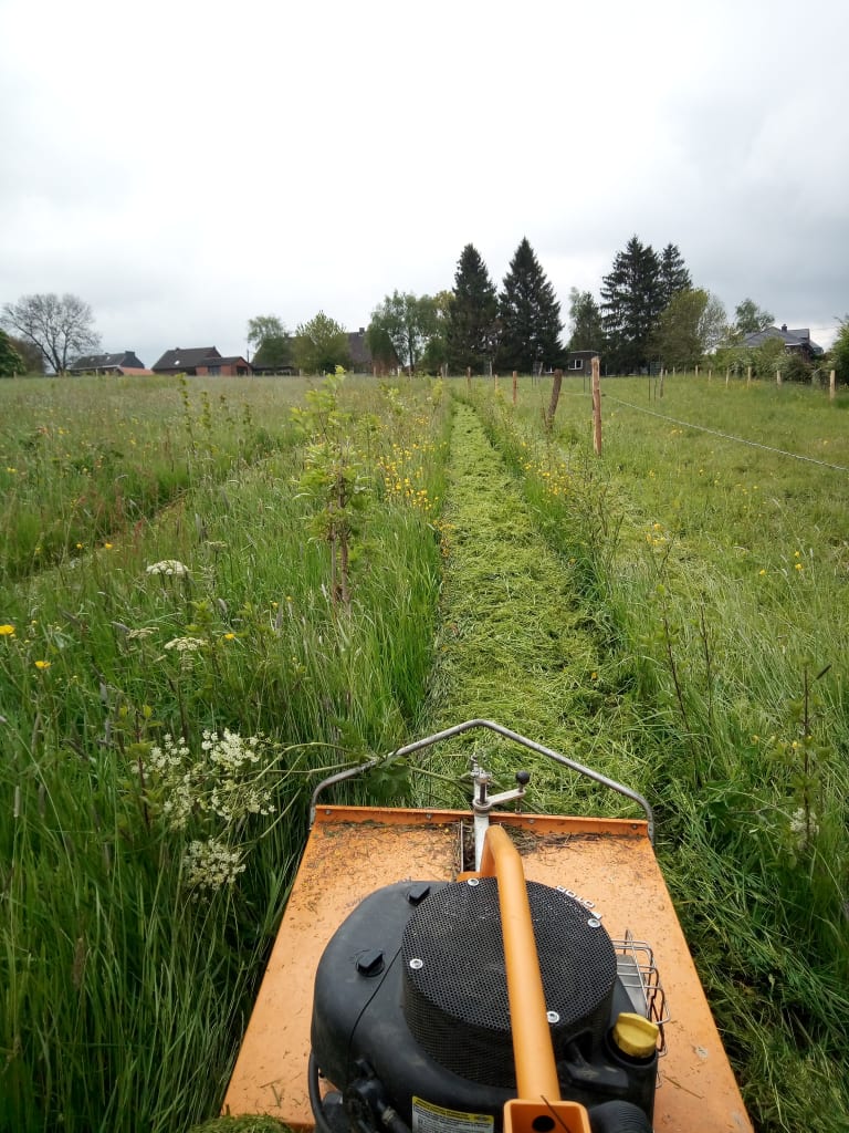 Dégagement haie champetre entretien haie agricole