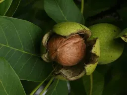 Juglans regia, il noce che regola le ghiandole