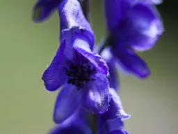 Aconitum, per chi pensa di morire!