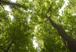 Alburno di tiglio: detox dolce ma potente degli emuntori
