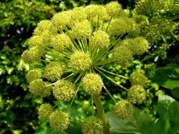 Angelica Archangelica: principi attivi, indicazioni ed energia