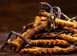Il Cordyceps è all'altezza della sua leggenda?