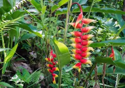 La Griffonia simplicifolia contro il malumore e la fame nervosa
