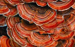 Micoterapia: i funghi curativi elisir di lunga vita