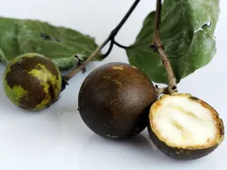 Nux vomica: il veleno mortale oggi rimedio indispensabile