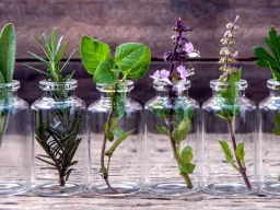 Respira! Gli oli essenziali purificano l'aria