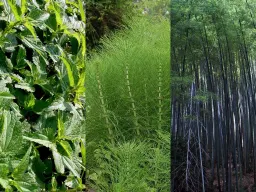Dossier scientifico Silicio Organico