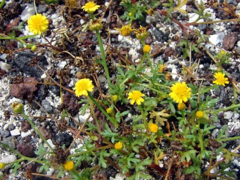 Chrysanthellum - camomilla d'oro