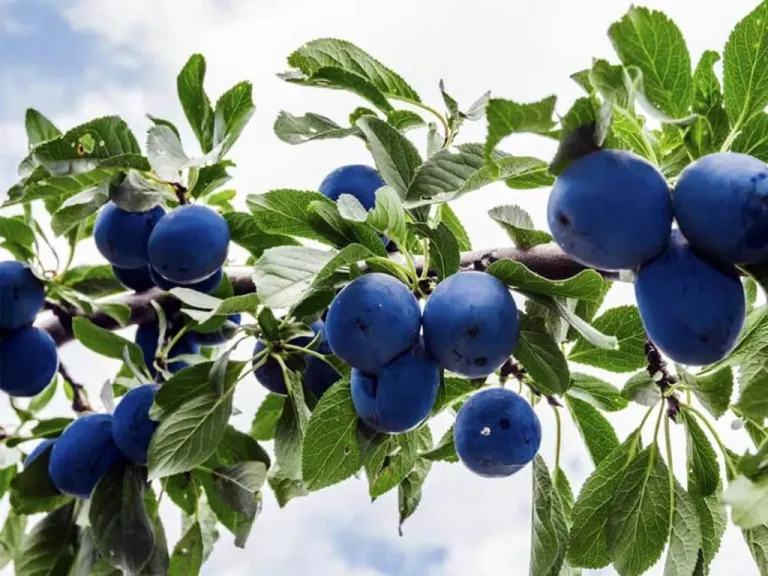Prunus molisano conto i tumori: il Trigno