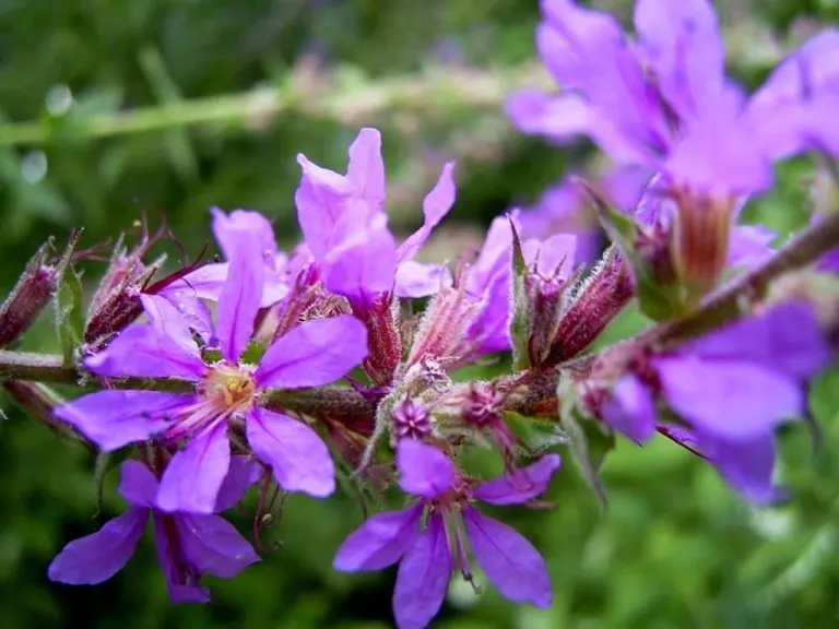Salcerella Lythrum salicaria L 1753