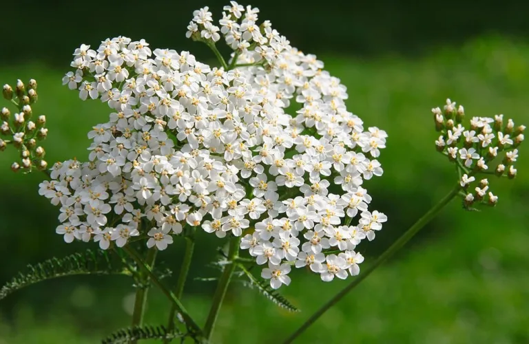 Achillea millefoglie o Millefoglio