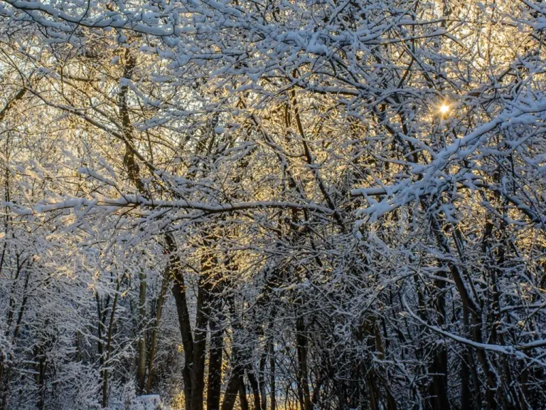 Il calendario degli alberi