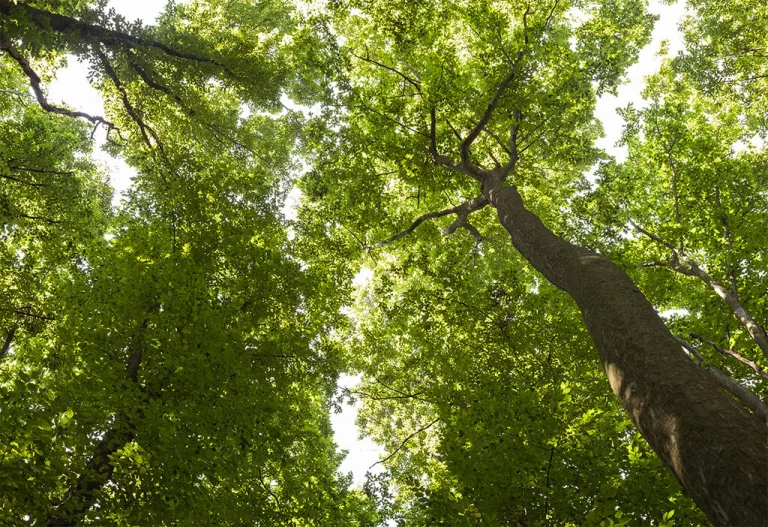 Alburno di Tiglio, le chiome