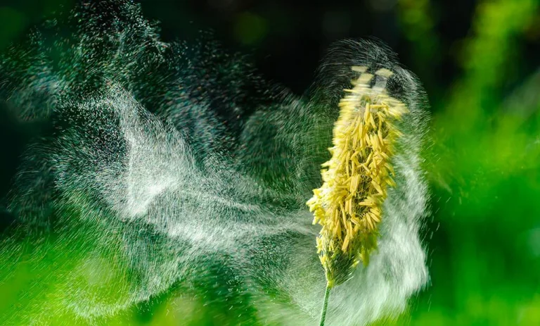 Allergie secondo la naturopatia