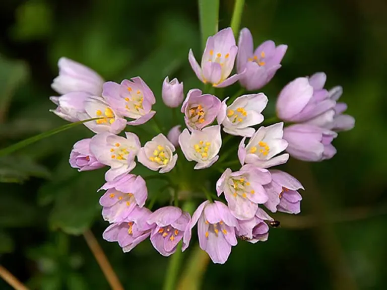 allium roseum (aglio rosa)