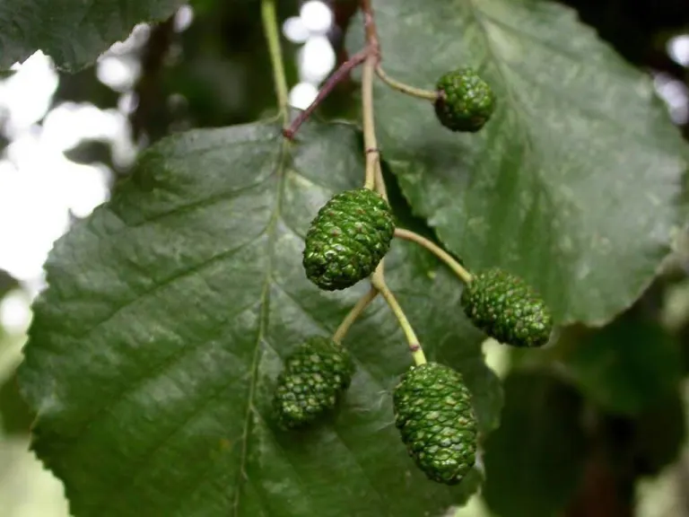 ontano nero - alnus glutinosa