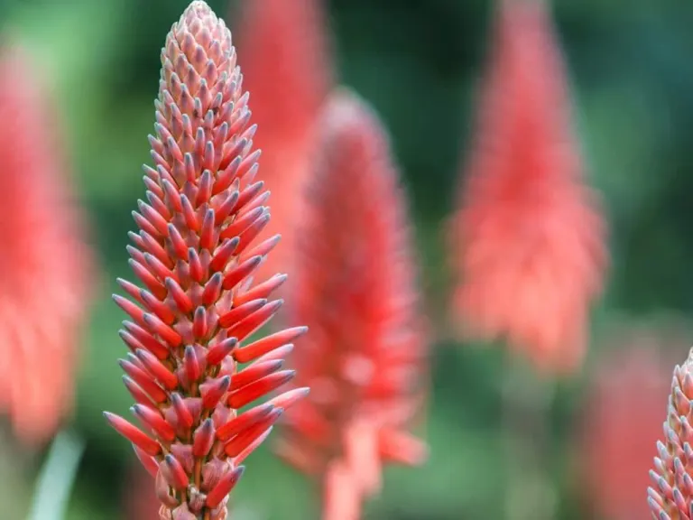 Aloe Arborescens