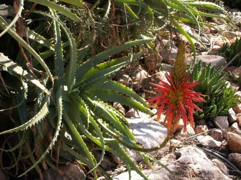 Aloe arborescens