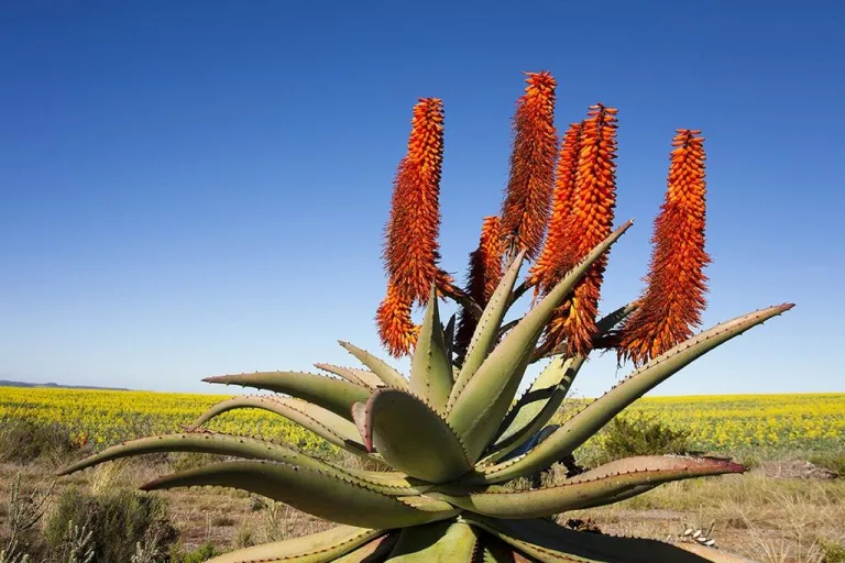 Aloe-ferox: i benefici potenziati dell'aloe selvatica