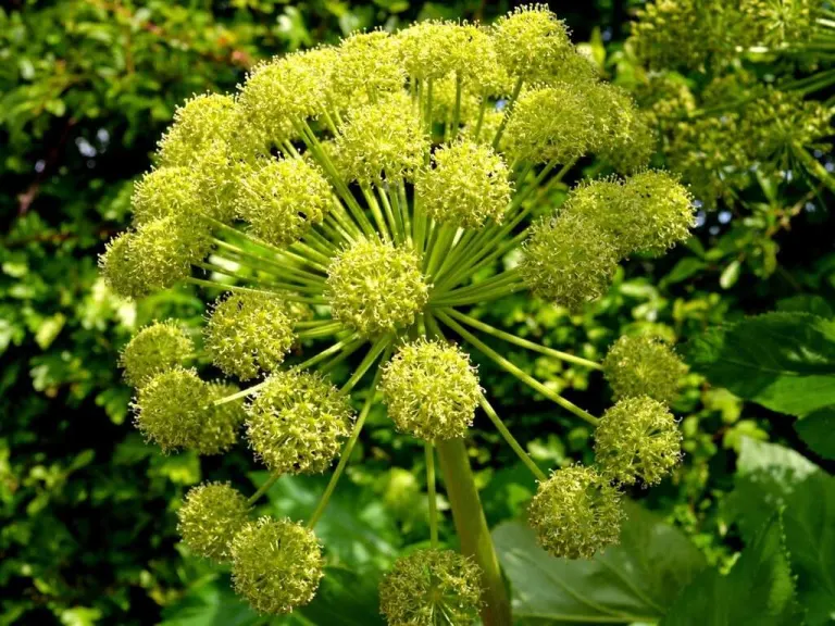 angelica archangelica