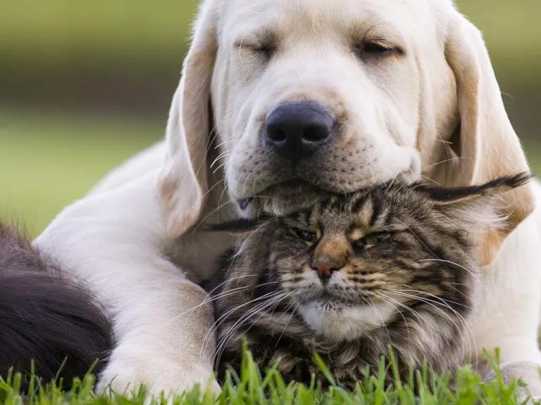 La fitoterapia per gli animali