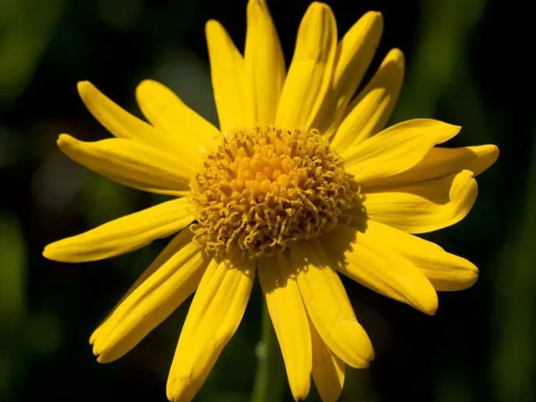 arnica: un rimedio eroico