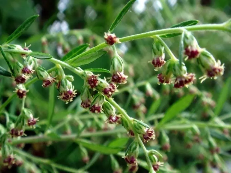 Artemisia vulgaris