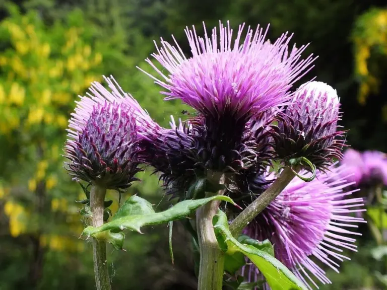 Bardana: i Fiori. Arctium lappa L.