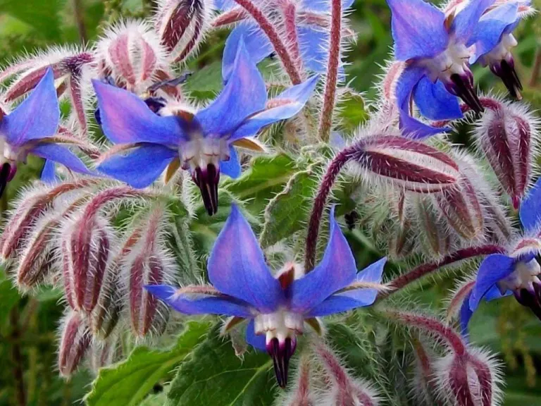 Borragine o Borrana selvatica - Borago officinalis L